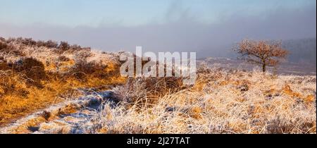 Starker Frost mit Nebel und Nebel im Winter Cannock Chase Country Park AONB (Gebiet von außergewöhnlicher natürlicher Schönheit) in Staffordshire, England, UK Stockfoto