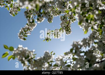 Blühender Krabbenapfelbaum, Wallowa Valley, Oregon. Stockfoto