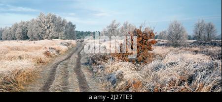 Winter bereift, Bäumen und Gräsern Ansons Bank auf Cannock Chase Gebiet von Außergewähnliche natürlicher Schönheit im Frühling Staffordshire Stockfoto