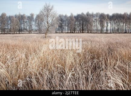 Grasland Winter Milchgräser Ansons Bank auf Cannock Chase Gebiet von Oustanding Natural Beauty in Spring Staffordshire Stockfoto