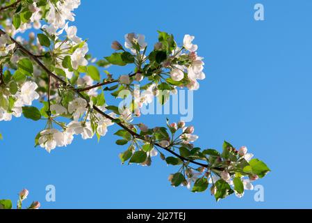 Krabbenapfelblüten, Wallowa Valley, Oregon. Stockfoto