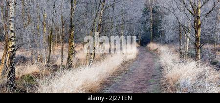 Winter bereift, Bäumen und Gräsern Ansons Bank auf Cannock Chase Gebiet von Außergewähnliche natürlicher Schönheit im Frühling Staffordshire Stockfoto