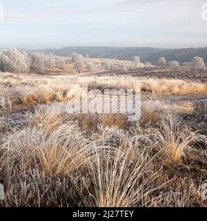 Winter bereift, Bäumen und Gräsern Ansons Bank auf Cannock Chase Gebiet von Außergewähnliche natürlicher Schönheit im Frühling Staffordshire Stockfoto