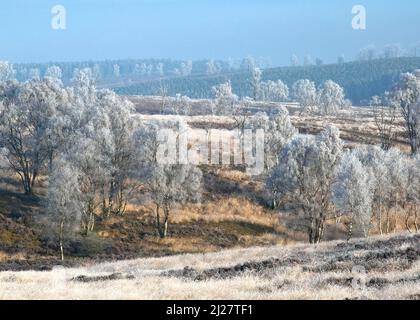 Winter bereift, Bäumen und Gräsern Ansons Bank auf Cannock Chase Gebiet von Außergewähnliche natürlicher Schönheit im Frühling Staffordshire Stockfoto