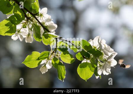 Bienenbestäubung Krabbenapfelblüten, Wallowa Valley, Oregon. Stockfoto