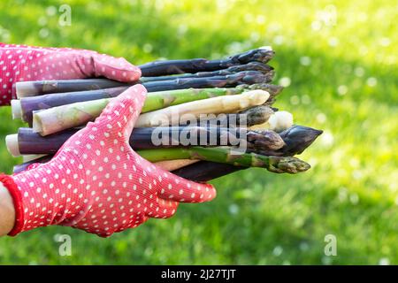 Spargel sprießt in den Händen eines Bauern auf grünem Gras Hintergrund. Frische grüne, violette und weiße Spargelsprossen. Food-Fotografie Stockfoto