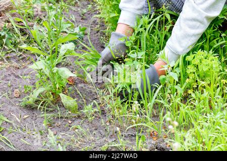 Die Hände der Frauen in grauen Handschuhen ziehen Unkraut aus dem Boden und jäten das Land. Speicherplatz kopieren. Stockfoto