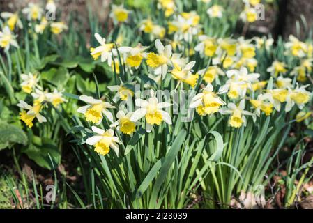 Gruppe von Narzissen (Narcissus sp.) Stockfoto