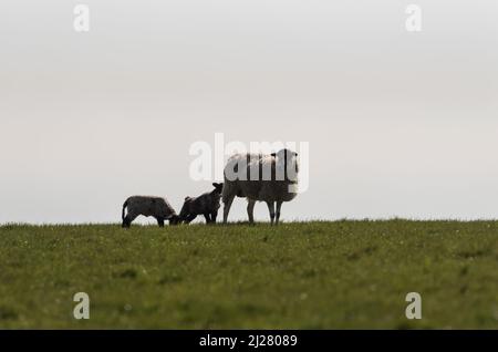 Silhouette von Mutterschafe mit Lämmern auf Seaford Head Stockfoto