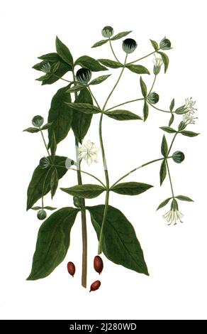 Kaffee, Coffea, Coffea arabica, ist eine Pflanzenversorgung in der Familie der Rötegewächse / Coffea arabica, Arabian Coffee plant, Digital retuschierte Illustration aus Phytanthoza iconographica von Johann Wilhelm Weinmann, Maler Bartholomäus Seutter und Kupferstecher Johann Jakob Haid und Johann Elias Ridinger, 1740 / Digital retuschierte Illustration aus Phiethoza iconographica von Johann Wilhelm Weinmann, dem Maler Bartholomäus Seutter und den Kupferstechern Johann Jakob Haid und Johann Elias Ridinger, 1740 Stockfoto