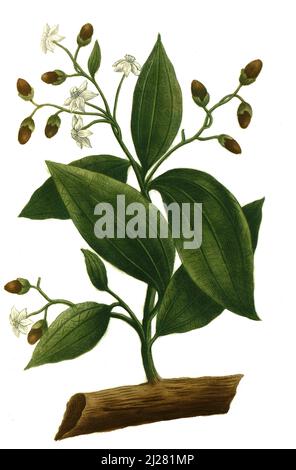 Zimt, eylon-Zimtbaum oder echter Zimtbaum, Cinnamomum verum / Cinnamomum verum, genannt echter Zimtbaum oder Ceylon-Zimtbaum, Digital retuschierte Illustration aus Phytanthoza iconographica von Johann Wilhelm Weinmann, Maler Bartholomäus Seutter und Kupferstecher Johann Jakob Haid und Johann Elias Ridinger, 1740 / Digital retuschierte Illustration aus Phiethoza iconographica von Johann Wilhelm Weinmann, dem Maler Bartholomäus Seutter und den Kupferstechern Johann Jakob Haid und Johann Elias Ridinger, 1740 Stockfoto