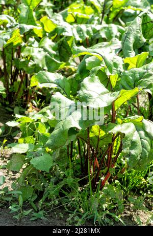 Bio-Gemüsegarten im sonnigen Sommertag. Gemüse, Rote Beete, rote Rüben im Garten. Umweltfreundliche Gartenarbeit, gesunde Bio-Lebensmittel. Stockfoto