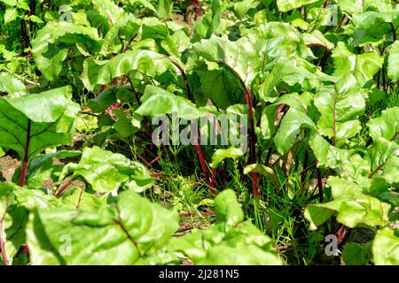 Bio-Gemüsegarten im sonnigen Sommertag. Gemüse, Rote Beete, rote Rüben im Garten. Umweltfreundliche Gartenarbeit, gesunde Bio-Lebensmittel. Stockfoto