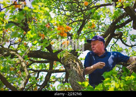 Seniorgärtner erntet reife Aprikosen aus dem Aprikosenbaum. Der Landwirt pflückt während der Erntezeit Obst im Obstgarten. Stockfoto