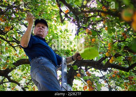 Seniorgärtner erntet reife Aprikosen aus dem Aprikosenbaum. Landwirt pflücken hausgemachten Obst in seinem Obstgarten. Stockfoto