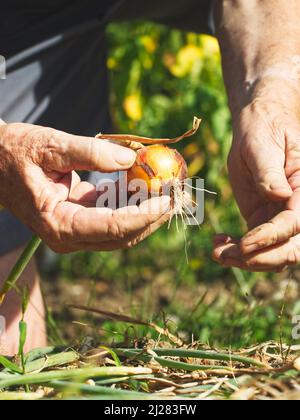 Senior Farmer Ernte Zwiebeln in Bio-Garten. Der alte Gärtner hält geerntete Zwiebeln in den Händen. Stockfoto