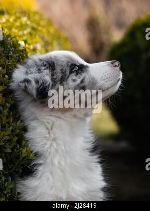 Selbstbewusster kleiner Blue-Merle Border Collie Puppy schaut in der Frühlingssonne auf Stockfoto