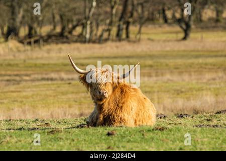 Nahaufnahme einer liegenden, wiederkäuenden schottischen Highlander-Kuh im Naturschutzgebiet Eextveld bei Anderen in der niederländischen Provinz Drenthe mit guter Entwicklung Stockfoto