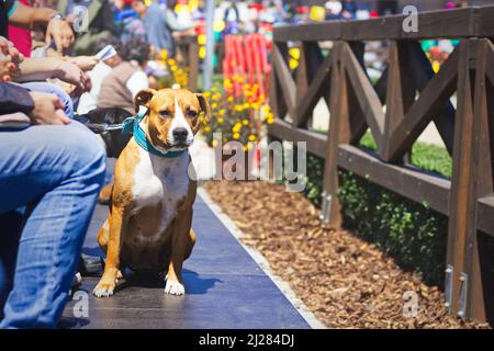 American staffordshire Terrier Hund zwischen Menschenmenge, niedlicher Hund Stockfoto