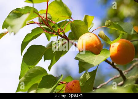 Reife Aprikosen auf Zweig des Obstbaums. Reife Aprikosen vor der Ernte. Stockfoto