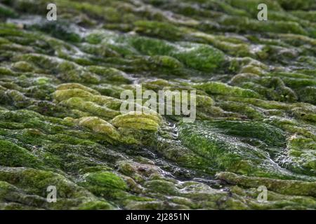 Algen, die auf der Oberfläche eines Teiches in Iowa schweben, schaffen eine Miniaturlandschaft. Stockfoto