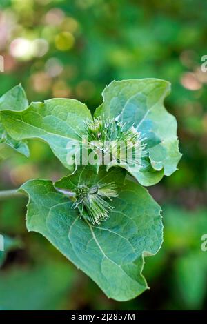 Größere Klettenknospen oder essbare Klettenknospen (Arctium lappa) Stockfoto