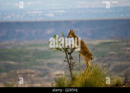 Die Bergziege oder der Iberische Steinbock ist eine der bovidae-Arten der Gattung Capra Stockfoto