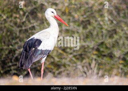 Weißstorch (Ciconia ciconia) in einem Feld im Donana, Andalusien, Spanien Stockfoto