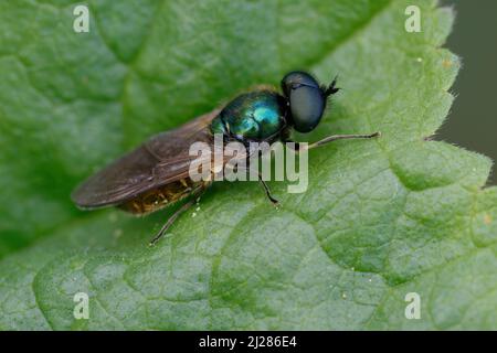 Soldat fliegt (Chloromyia formosa) auf einem Blatt Stockfoto