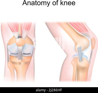 Knieanatomie. Seiten- und Vorderansicht. Querschnitt des Gelenks mit den Hauptteilen: Oberschenkel, Fibel, Gelenkkapsel, Menisken, Muskeln und Bänder Stock Vektor
