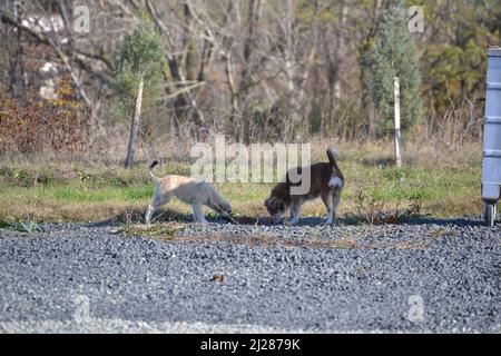 Welpen streunende Hunde essen Hundefutter an einem sonnigen Tag Stockfoto