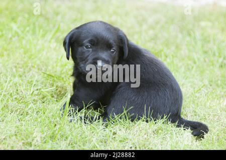 Der schwarze Labrador-Welpe, der im Park spielt Stockfoto