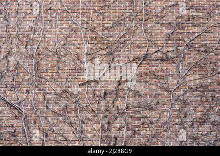 Efeu Zweige auf Backstein Wand Textur Hintergrund Stockfoto