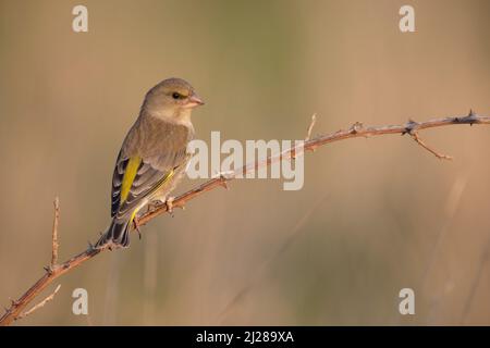 Der Europäische Grünfink oder einfach der Grünfink (Chloris chloris) Stockfoto