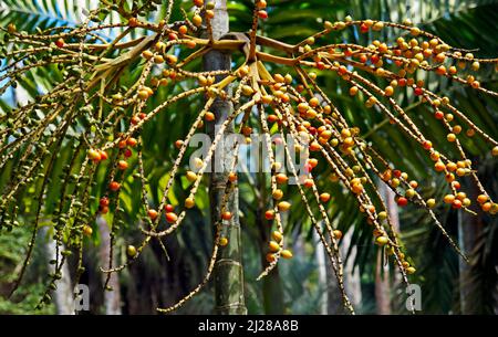 Palmenfrüchte auf tropischem Regenwald, Rio, Brasilien Stockfoto