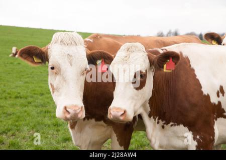 Die beiden Kühe grasen auf der grünen Wiese Stockfoto