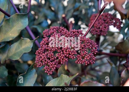 Blütenknospen (Leea rubra) im Garten Stockfoto