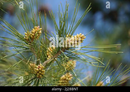 Kleine Kieferkegelknospen zwischen Kiefernnadeln am Ast der Kiefer im Frühjahr Stockfoto
