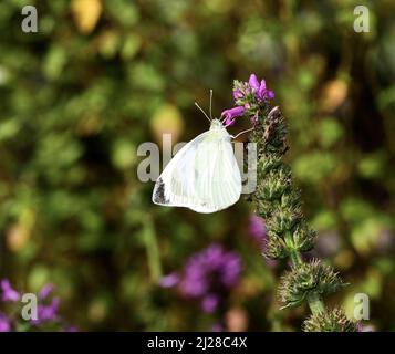 Eine Nahaufnahme eines weißen Schmetterlings, der auf einer violetten Blume thront Stockfoto