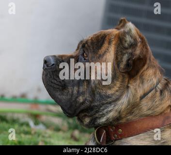 Unser Cane Corso sitzt im Gehorsam Stockfoto