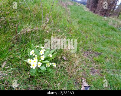 Entzückendes Fleckchen wilder gelber Primrose (Primula Vulgaris), das im Frühjahr auf Grasland wächst, London, England Stockfoto