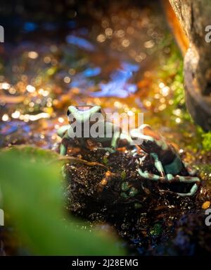 Der grün-schwarze Giftpfeilfrosch (Dendrobates auratus) oder der grün-schwarze Giftpfeilfrosch Stockfoto