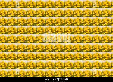 3D Abbildung nahtlose Muster mit gelben Senf Blumen Bilder Stockfoto