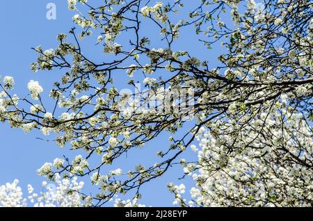 Eine Nahaufnahme von Callery Birnenbaum Ästen auf einem blauen Himmel Hintergrund Stockfoto