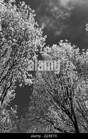 Eine vertikale Graustufenaufnahme von Callery-Birnenbäumen auf einem bewölkten Himmel Hintergrund Stockfoto