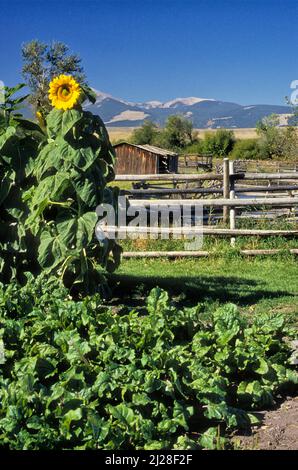 MT: Powell County, Clark Fork Valley, Deer Lodge, Grants-Kohr Ranch Nat. Hist Pk. Sonnenblume im Garten; Gleiszaun Flint Creek Range in bkgd Stockfoto