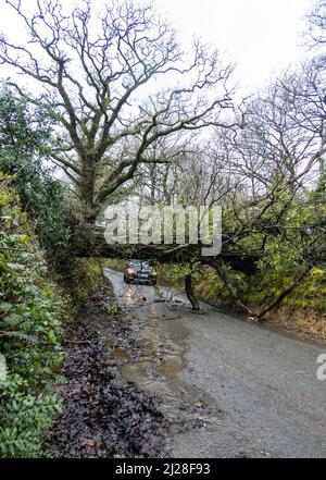 Großbritannien, England, Devonshire. Eine gefallene Eiche, die eine Gasse blockiert, nachdem sie von starkem Sturmwind überweht wurde. Stockfoto