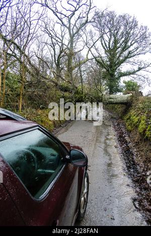 Großbritannien, England, Devonshire. Eine gefallene Eiche, die eine Gasse blockiert, nachdem sie von starkem Sturmwind überweht wurde. Stockfoto