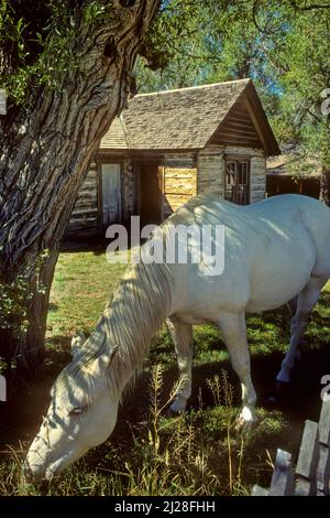 MT: Beaverhead County, Dillon Gegend, Bannack State Park (Geisterstadt), Horse Grazing; Blockhütte in bkgd Stockfoto