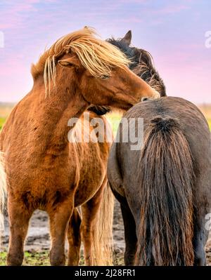 Zwei isländische Pferde pflegen sich gegenseitig, indem sie sich gegenseitig auf dem Rücken kratzen und knabbern, Südisland Stockfoto